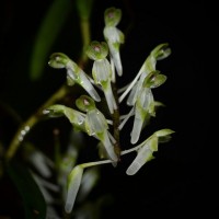 Robiquetia virescens Ormerod & S.S.Fernando